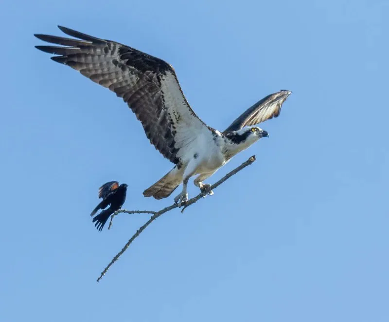 An osprey with outstretched wings perches on a branch against a clear blue sky, while a smaller black bird with red markings…