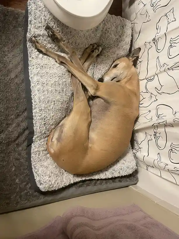 A tan dog is curled up and sleeping on a fluffy grey blanket next to a white toilet, with a white curtain featuring black…