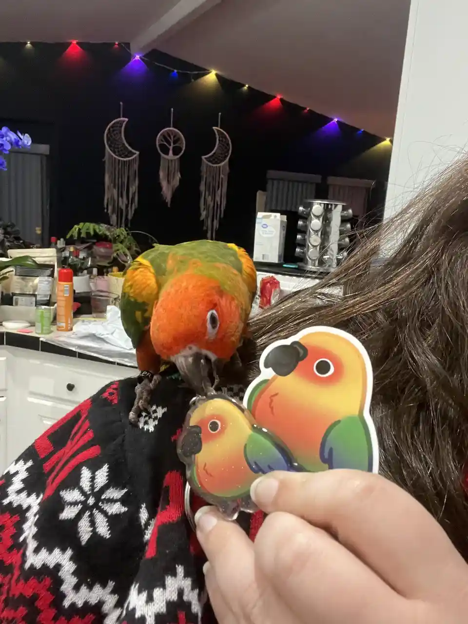 A live sun conure parrot perches on a person's shoulder wearing a red and black patterned sweater, pecking at a keychain…