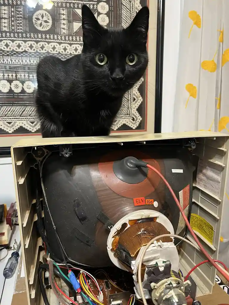A black cat with wide, startled eyes peers over the top of a disassembled, broken television set with exposed wires and…