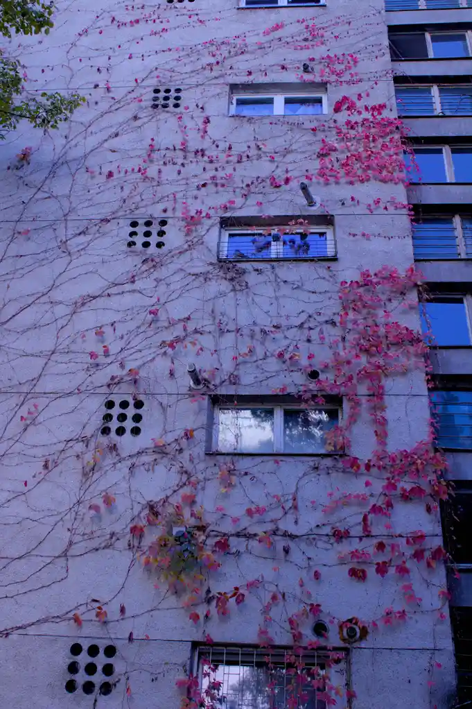 A gray concrete apartment building facade is covered in dense, reddish-pink autumn ivy vines. Several windows are visible…