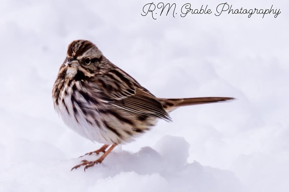 A small brown and white bird with streaked plumage stands on snow, looking slightly to the side. The image has a watermark…