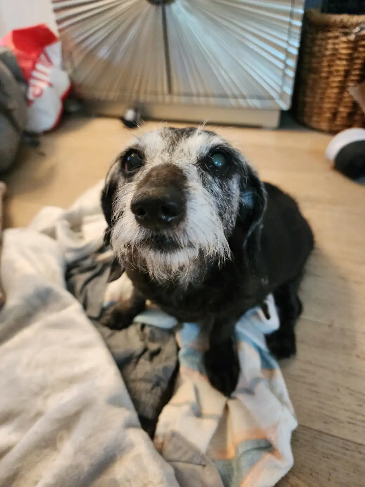 A close-up photo of an elderly black and white dog with a grizzled muzzle and soulful eyes, looking up at the camera from a…