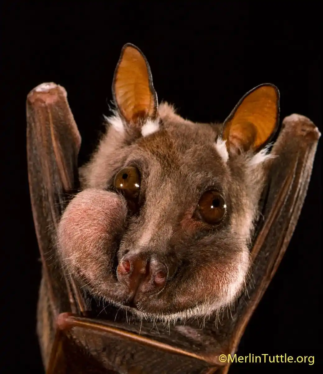 A Joyful Bat Spreading Happiness