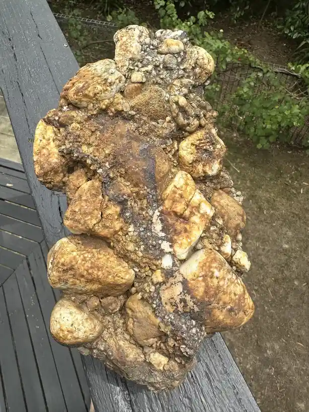 A large, lumpy, brownish-yellow rock with a rough, uneven surface sits on a dark gray wooden bench outdoors, surrounded by…