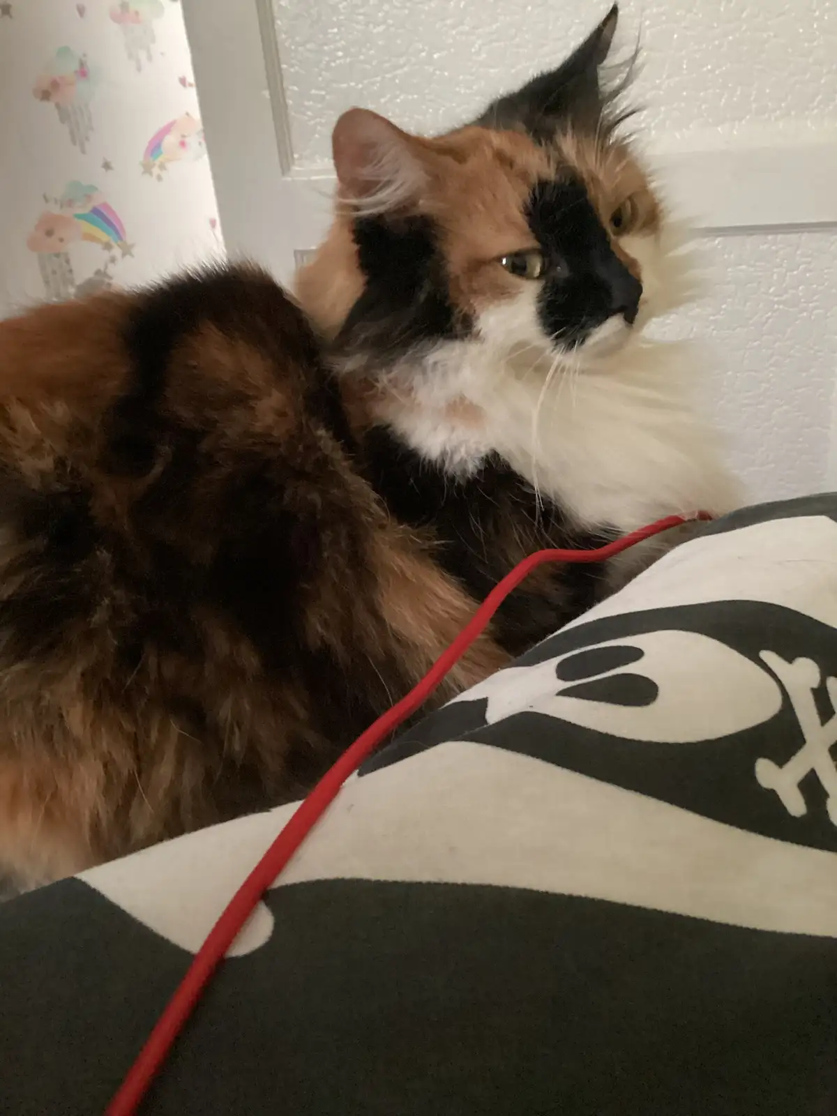 A fluffy calico cat with black, orange, and white fur sits on a pillow with a black and white skull-and-crossbones design…