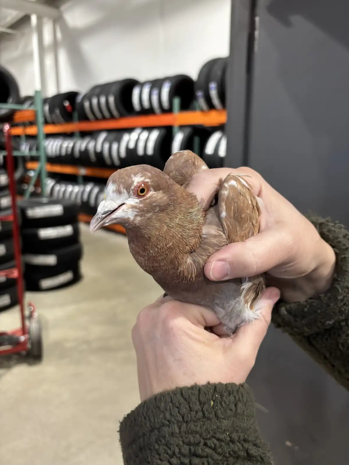 A person holds a brown and white pigeon with a calm expression in a warehouse setting, with shelves of stacked tires visible…