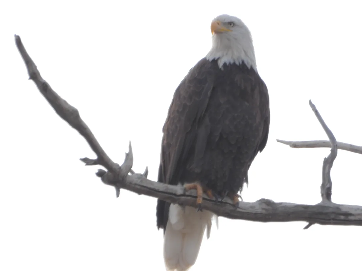 A bald eagle with a white head and dark brown body perches on a bare tree branch against a bright white sky. The image has…