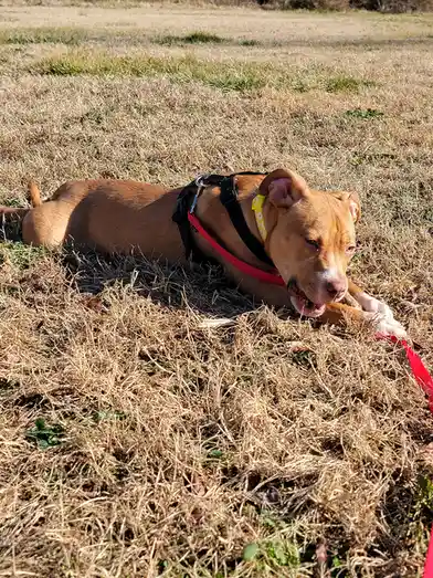 A brown dog wearing a black harness and red leash lies in dry grass, looking tired and unenthusiastic. The dog's mouth is…