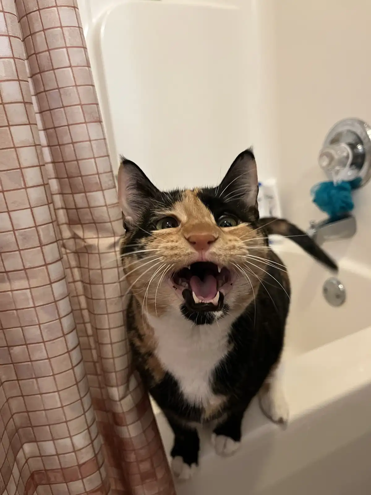 A calico cat with black, orange, and white fur is sitting in a white bathtub, mouth wide open in a scream or yowl, eyes wide…
