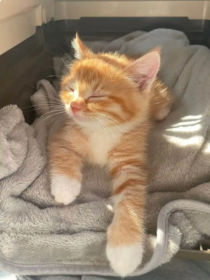 A small orange tabby kitten with white paws is lying on a grey fluffy blanket, eyes closed and head tilted slightly upward…