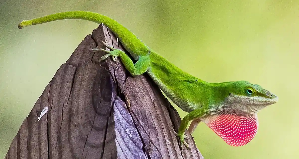 A bright green anole lizard is perched on a weathered wooden post, displaying its vibrant pink dewlap (throat fan) in a…