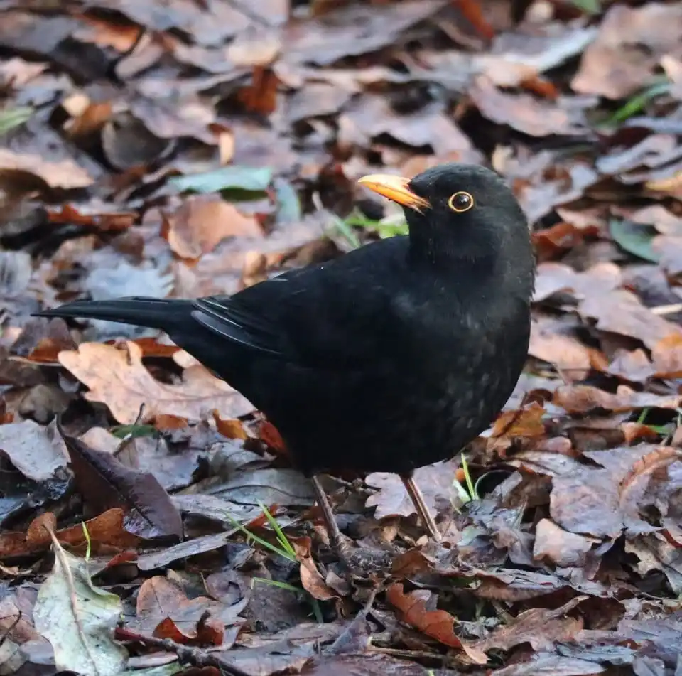 A black bird with a bright orange beak and yellow-ringed eye stands among brown fallen leaves. The text overlay reads 'i'm…