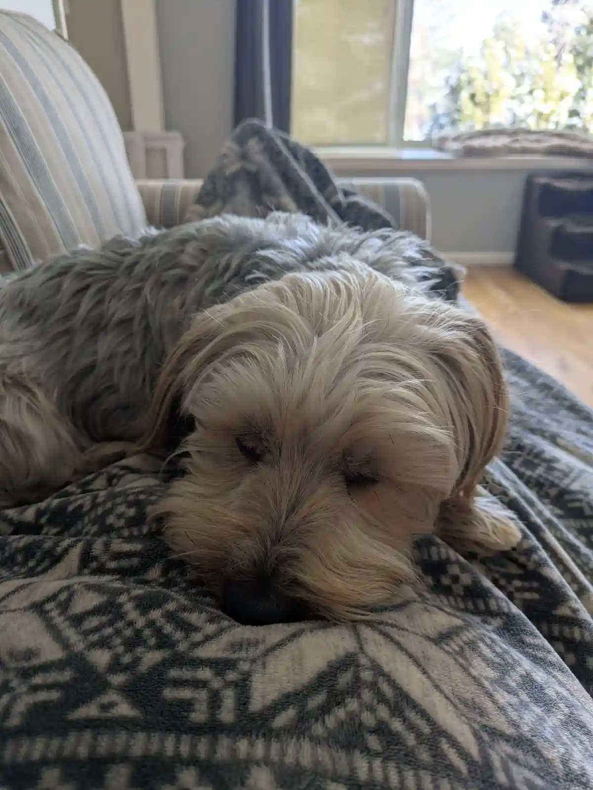 A small, fluffy dog with light brown and gray fur is sleeping peacefully on a patterned blanket draped over a striped couch…