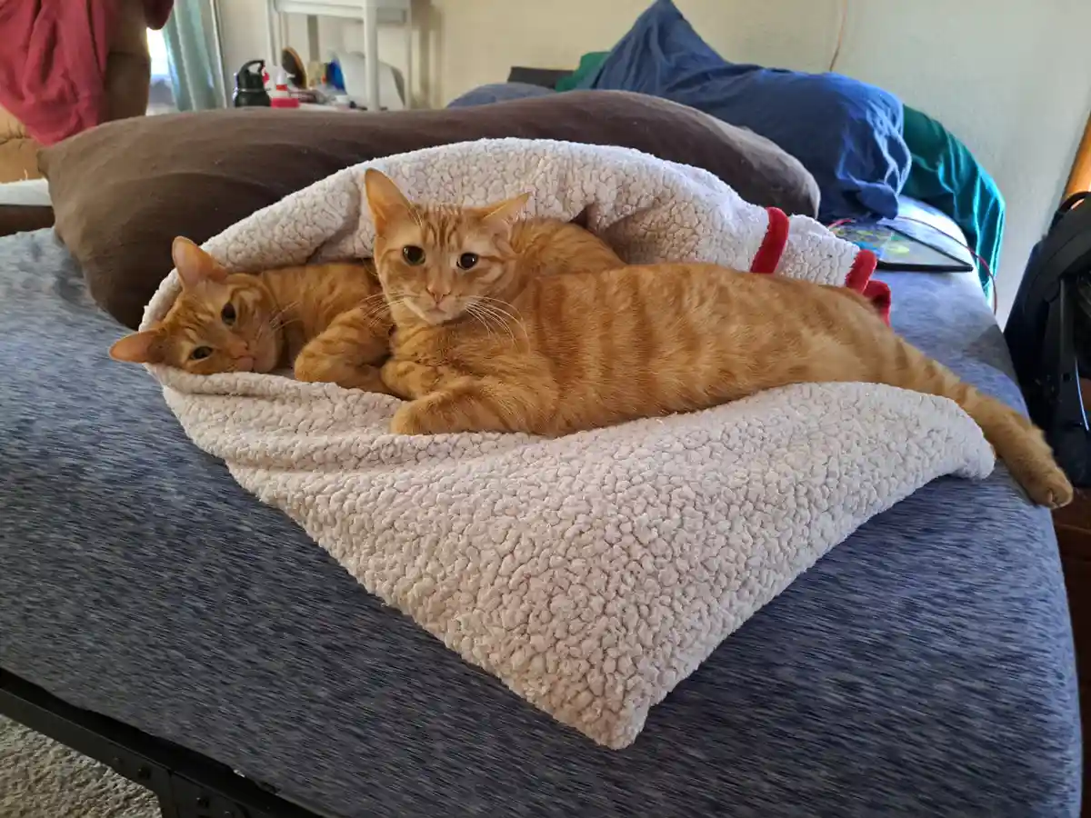 Two orange tabby cats are curled up together under a fluffy white blanket on a blue bedspread. One cat looks directly at the…