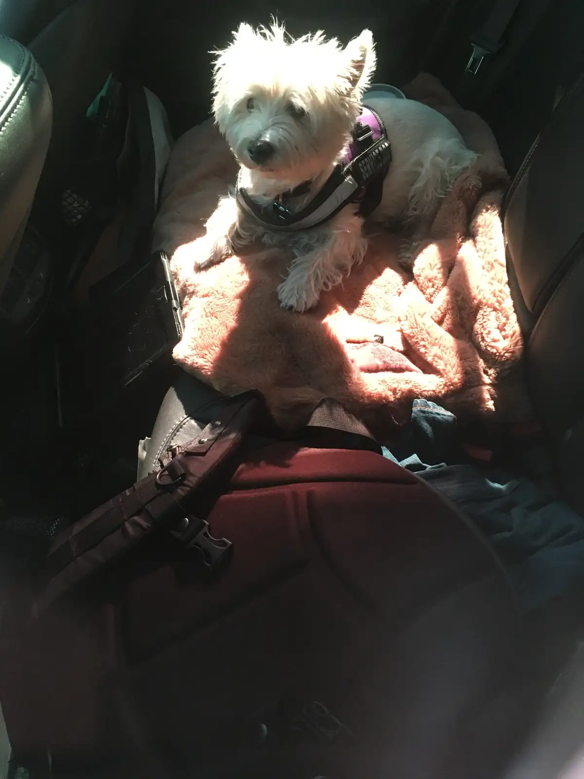 A small white dog wearing a purple and black harness labeled 'SERVICE DOG' sits calmly on a fluffy peach blanket in the…