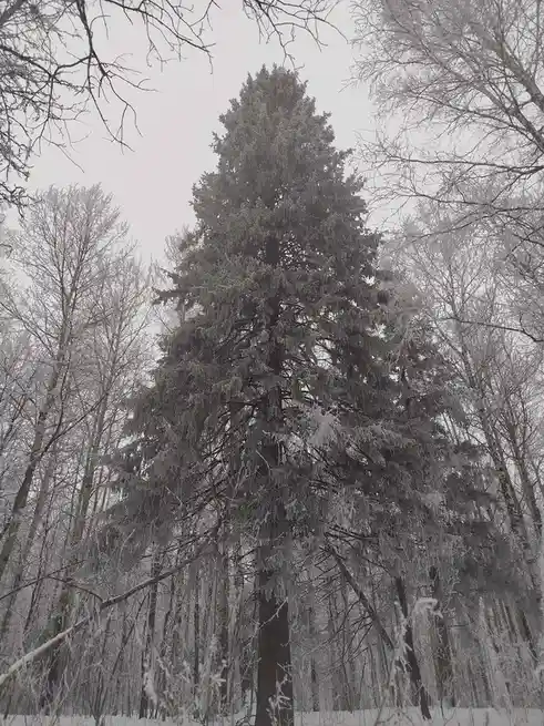 Just a simple fir tree.