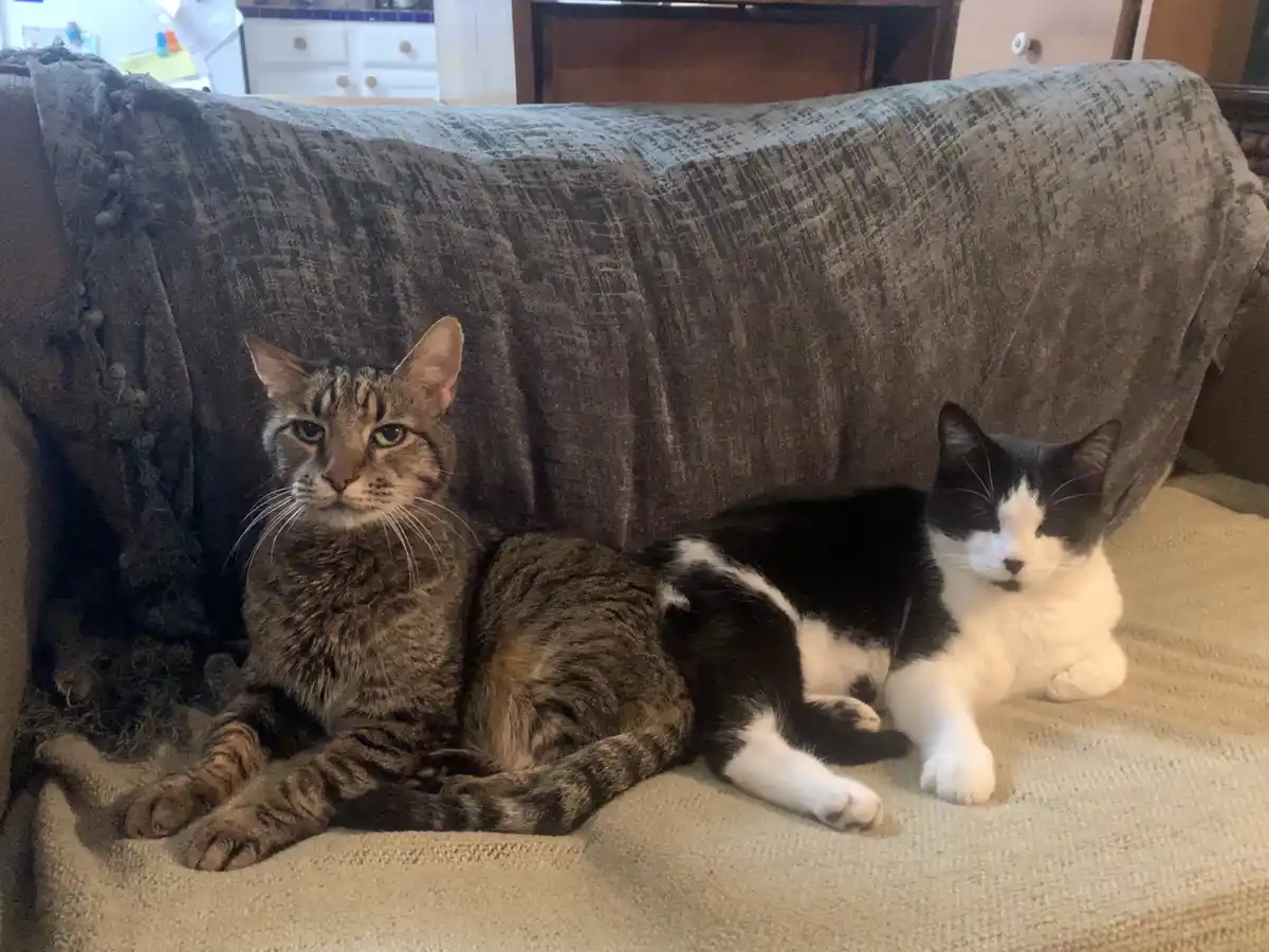 Two cats sit side-by-side on a couch covered with a textured gray blanket; the tabby cat on the left stares intently at the…