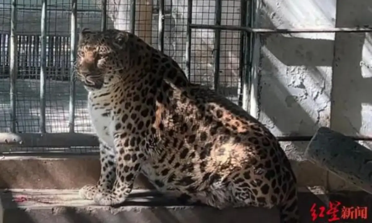 a leopard with a spotted coat sits in a concrete enclosure with metal bars and a wire mesh fence behind it, looking toward…