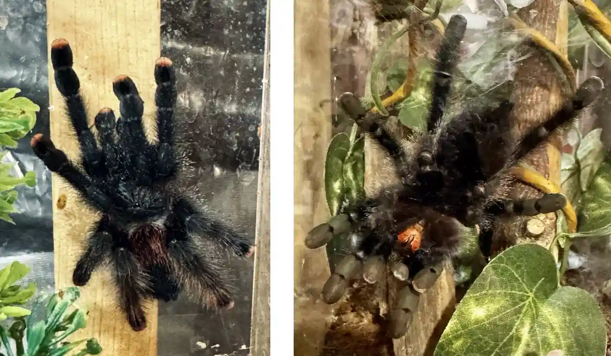 The image shows two side-by-side photos of a tarantula. The left photo shows the tarantula with distinct red tips on its…