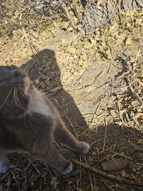 A gray cat is seen from a low angle, looking up with its mouth slightly open, sitting on a ground covered in dry leaves and…