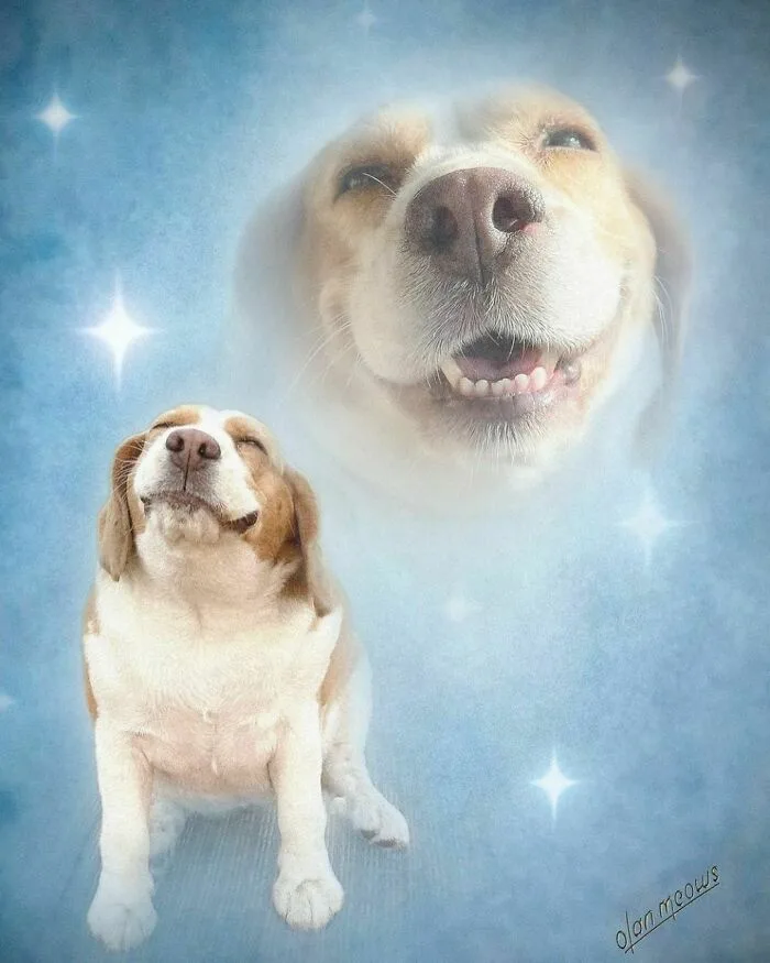 A beagle sits on a blue, starry background looking up with a blissful expression, while a larger, ethereal version of the…