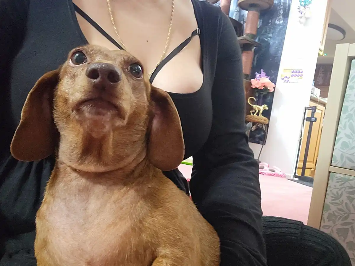 A close-up photo shows a brown dog with large, expressive eyes looking upward with a seemingly tearful or pleading…