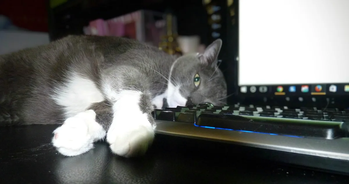 A gray and white cat is lying on a desk, its head resting on a laptop keyboard with its paws extended forward. The laptop…