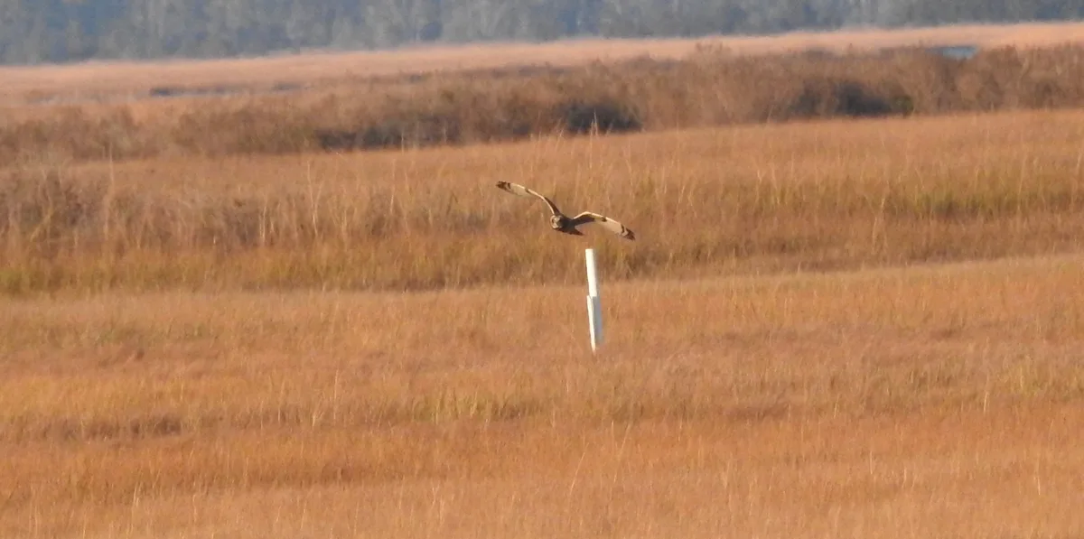 Exploring the Majestic Northern Harrier and Short-Eared Owls: A NJ Adventure on 11/25/24