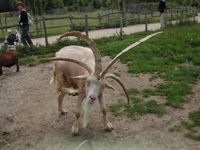 A light-colored goat with extremely long, curved horns and a prominent beard stands on a dirt path in a fenced outdoor area…