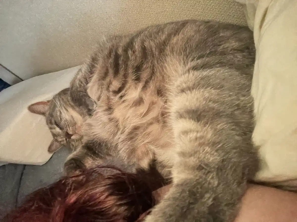 A fluffy gray tabby cat is curled up and sleeping soundly on a person's chest, with the person's dark hair and arm visible…