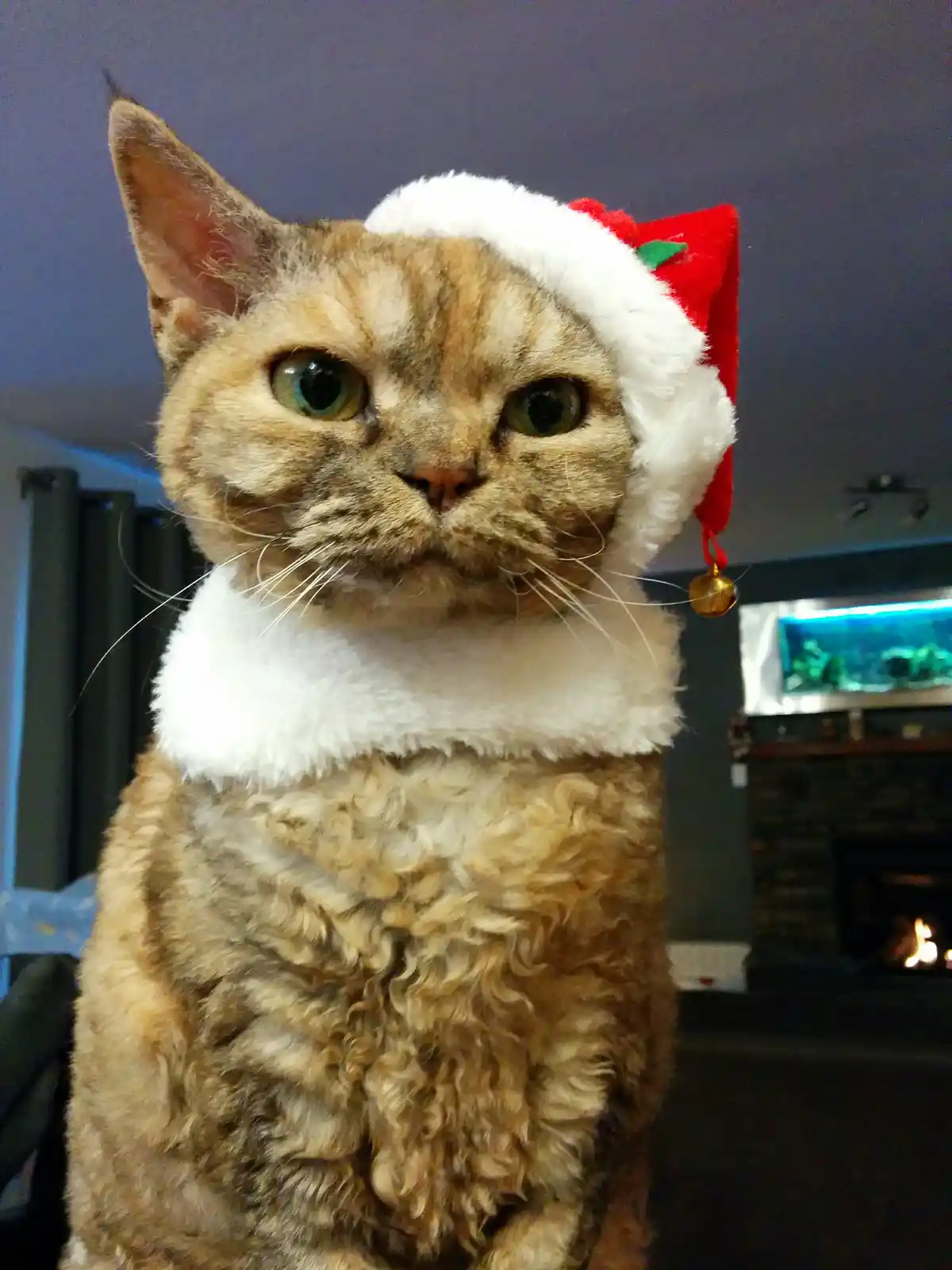A close-up of a curly-haired, brown tabby cat wearing a red and white Santa hat with a gold bell, looking directly at the…
