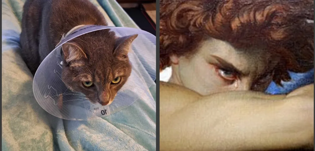 The image is a split-screen meme. On the left, a brown cat wearing a clear plastic cone of shame looks down with a…