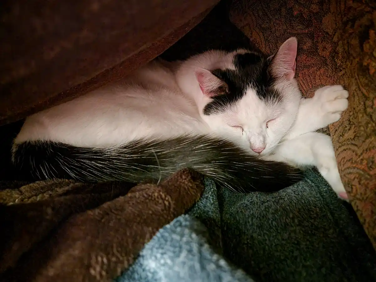 A black and white cat is curled up and sleeping soundly under a couch cushion, with its eyes closed and one paw resting near…