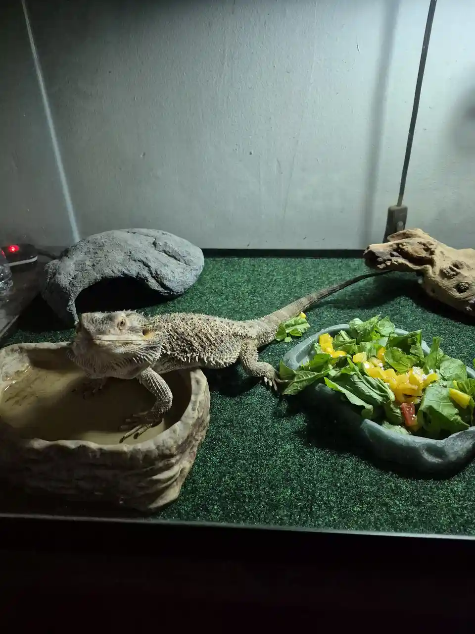 A bearded dragon lizard sits in a water dish inside a terrarium, looking toward a separate dish filled with a colorful salad…
