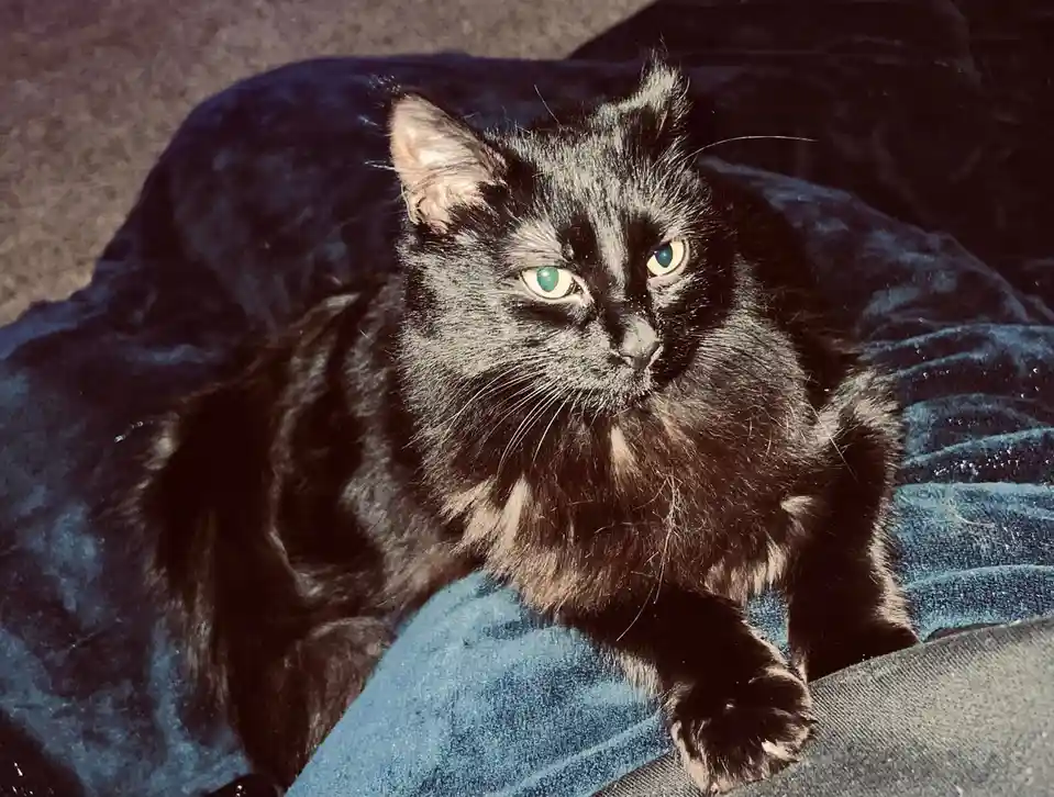A long-haired black cat with striking green eyes sits regally on a dark blue velvet surface, looking directly at the camera…