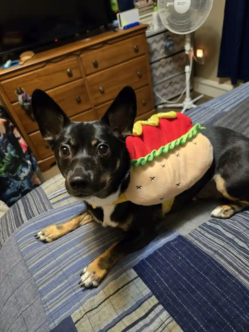 A small black and tan dog with large ears is lying on a striped bedspread, wearing a plush taco costume with a red shell…