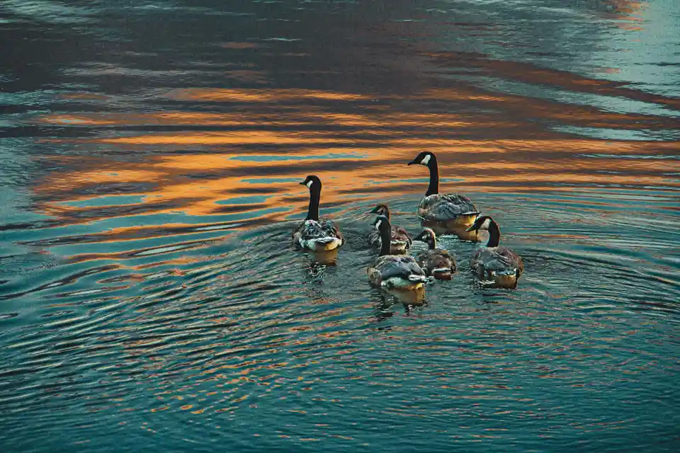 A family of geese, including adults and goslings, swims together in a body of water reflecting warm orange and teal hues…