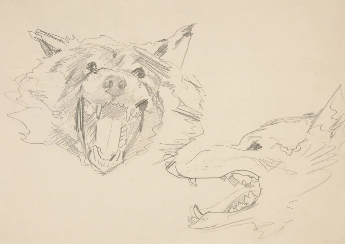 A pencil sketch shows two wolves: one on the left is snarling aggressively with bared teeth, while the one on the right is…