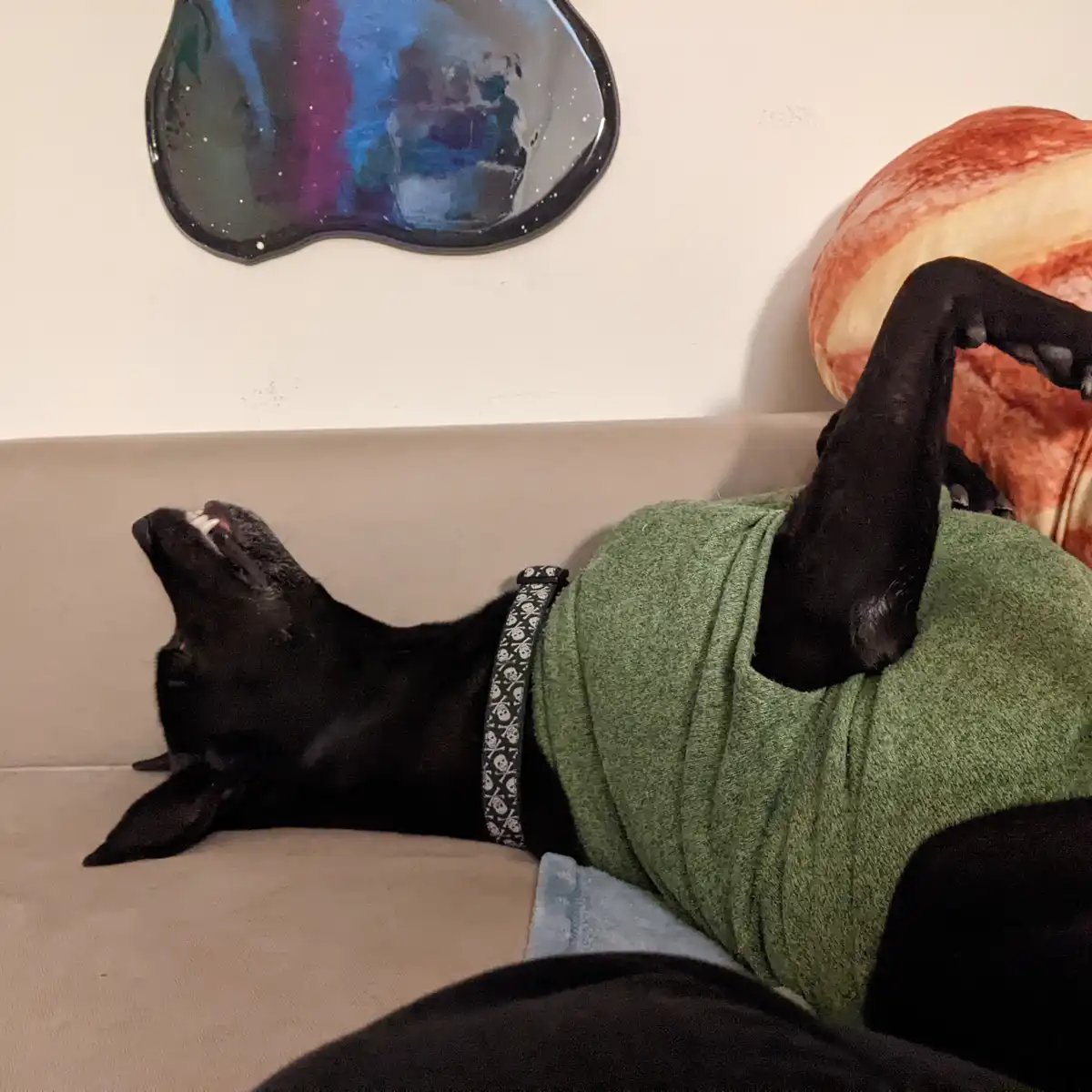 This Sweater-Loving Pup Refuses to Let Go of His Cozy Outfit