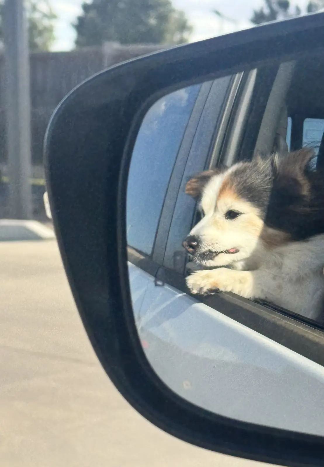 A small, fluffy dog with white, black, and tan fur is seen through a car's side-view mirror, its head and front paw sticking…
