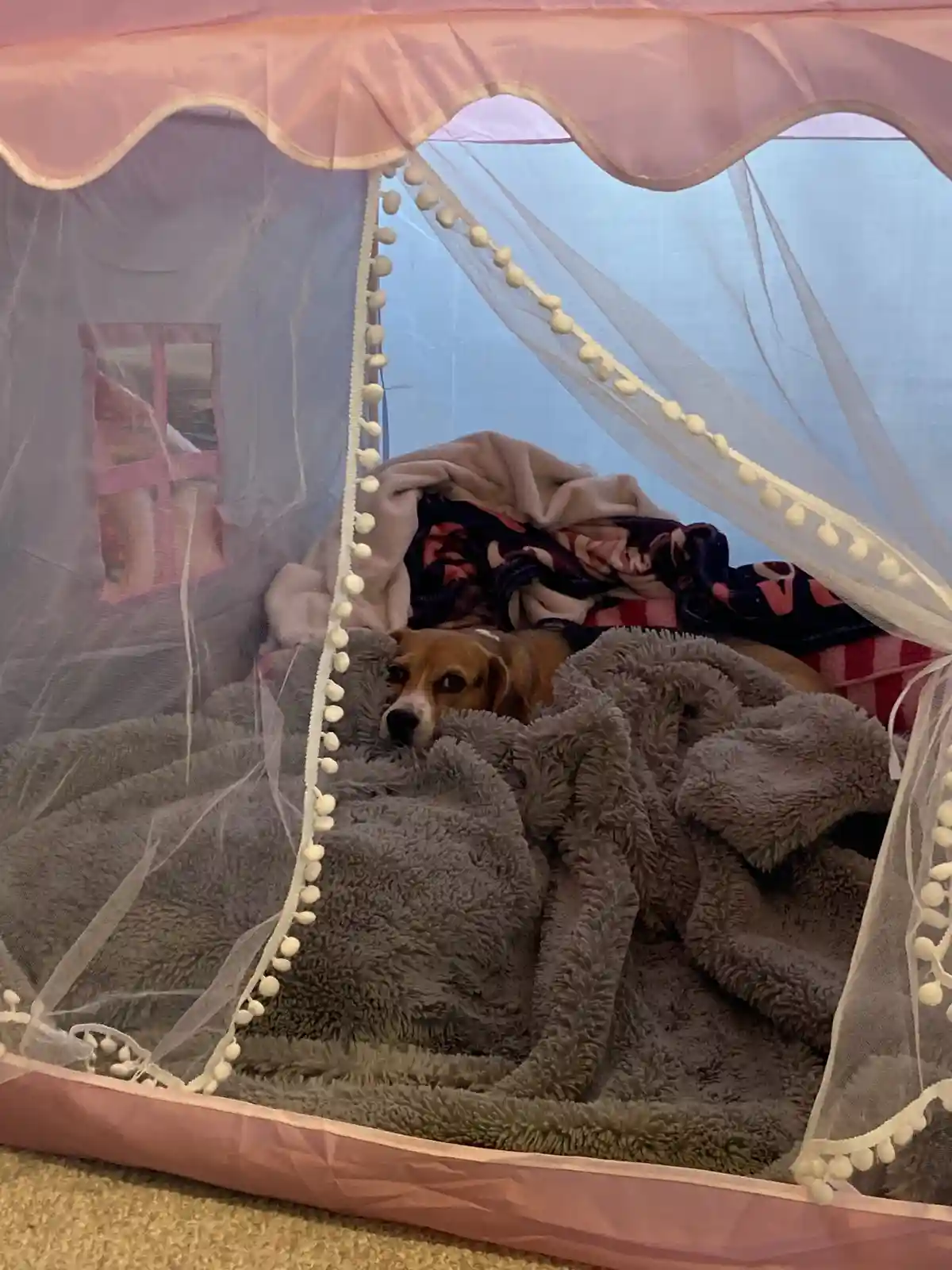 A beagle dog is peeking out from under a pile of blankets inside a pink play tent with sheer curtains and pom-pom trim. The…