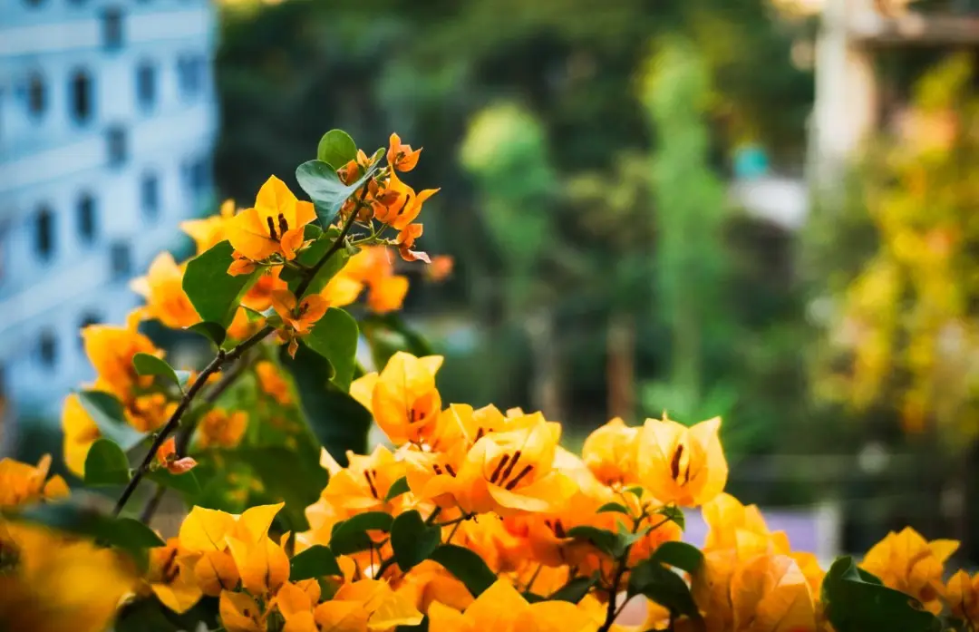 A close-up photograph of vibrant orange bougainvillea flowers with green leaves in the foreground, set against a blurred…