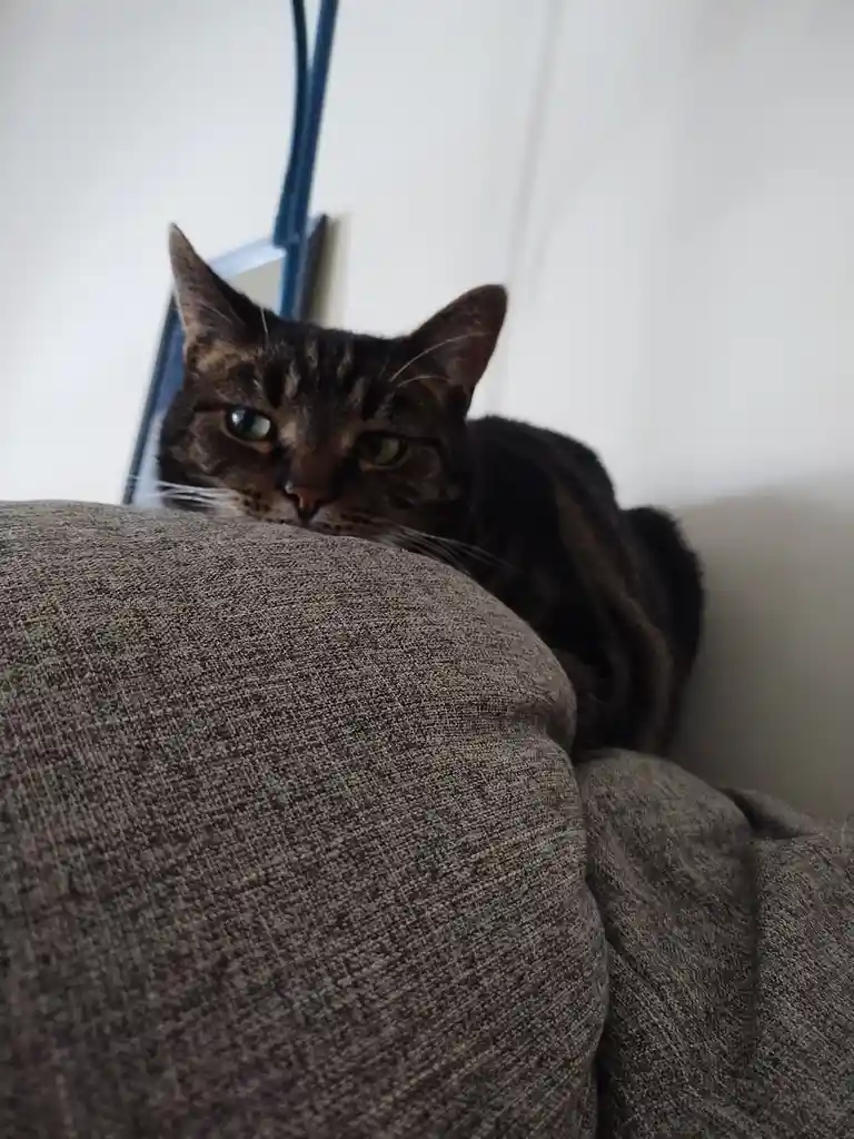 A tabby cat with green eyes peeks over the back of a gray fabric couch, looking directly at the camera with a slightly…