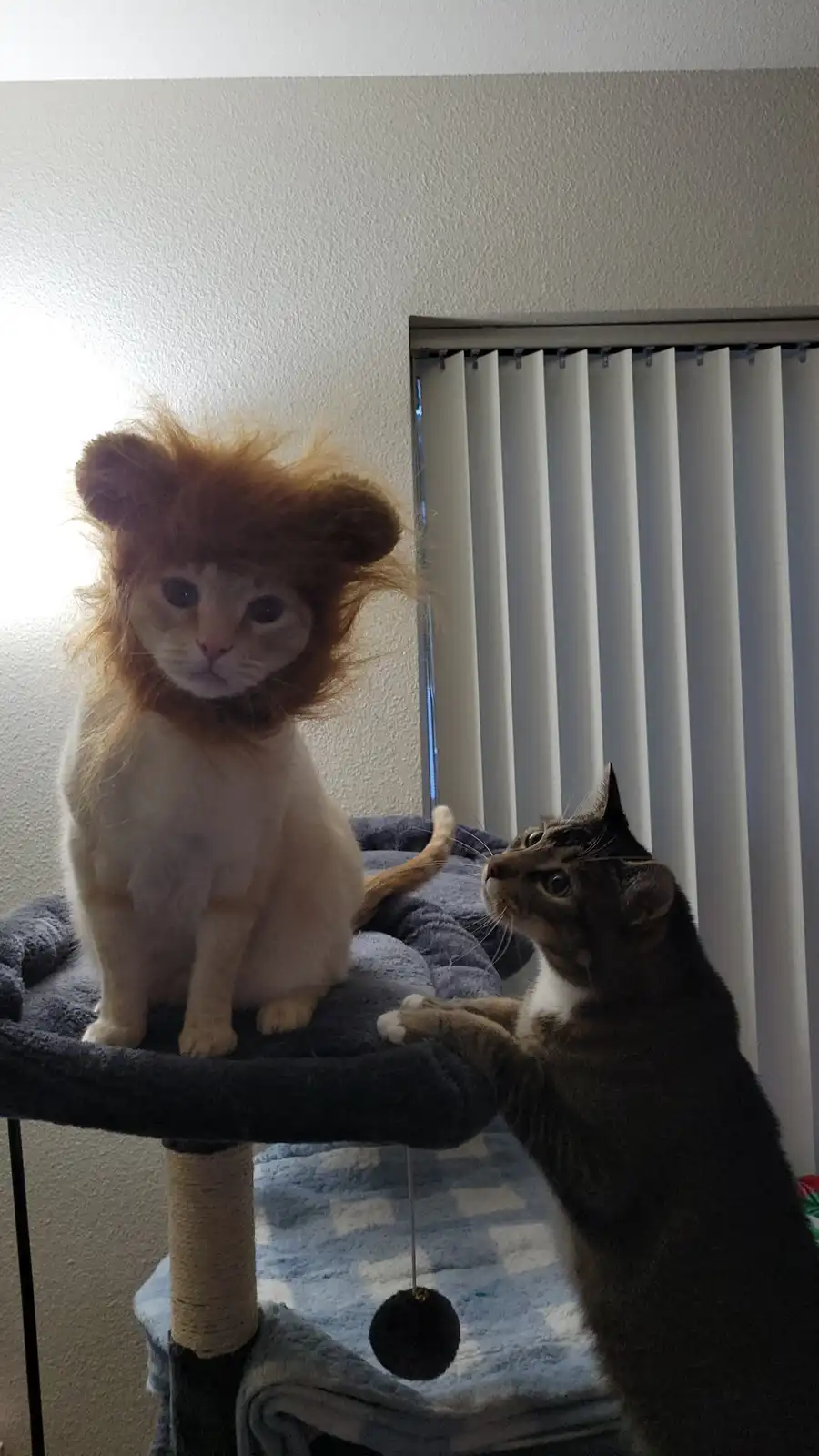 A white cat wearing a shaggy lion mane costume sits regally on a cat tree, while a tabby cat below looks up at it with an…