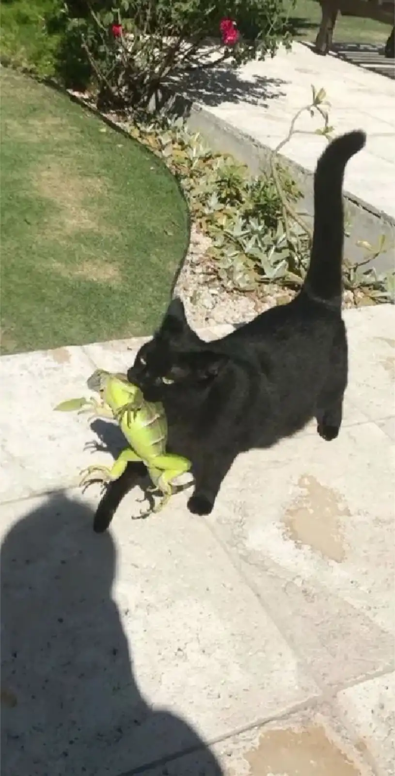 A black cat is seen outdoors on a stone patio, holding a bright green iguana in its mouth. The cat's body is slightly…