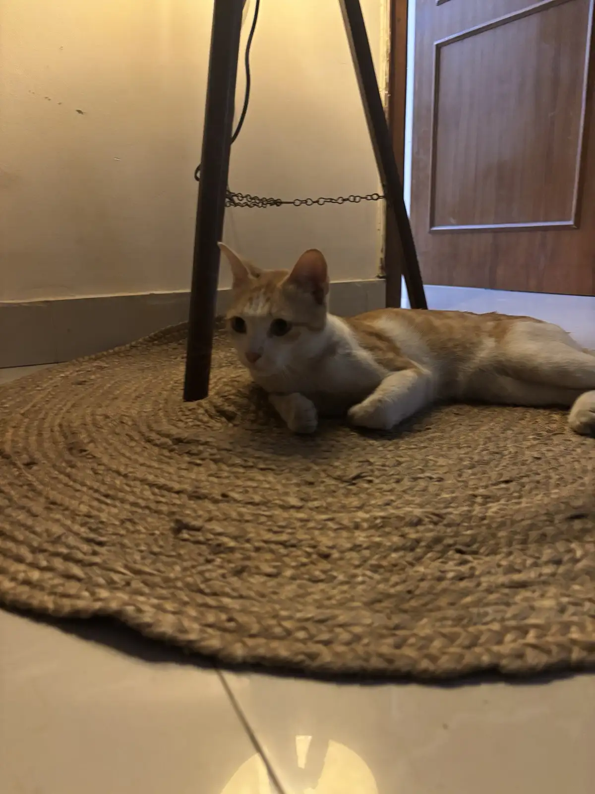 An orange and white cat lies on a woven circular rug under a dark metal-legged table, looking directly at the camera with a…
