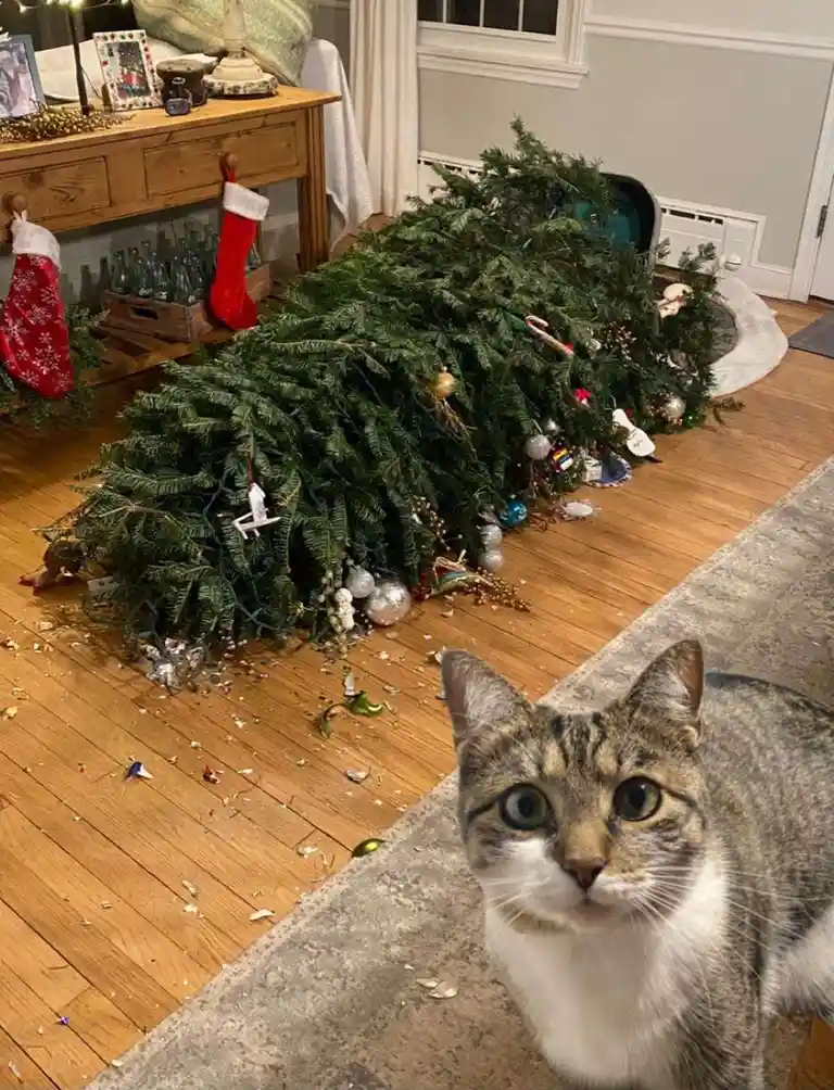 A tabby cat with wide, innocent eyes stares at the camera, positioned in front of a living room floor littered with debris…