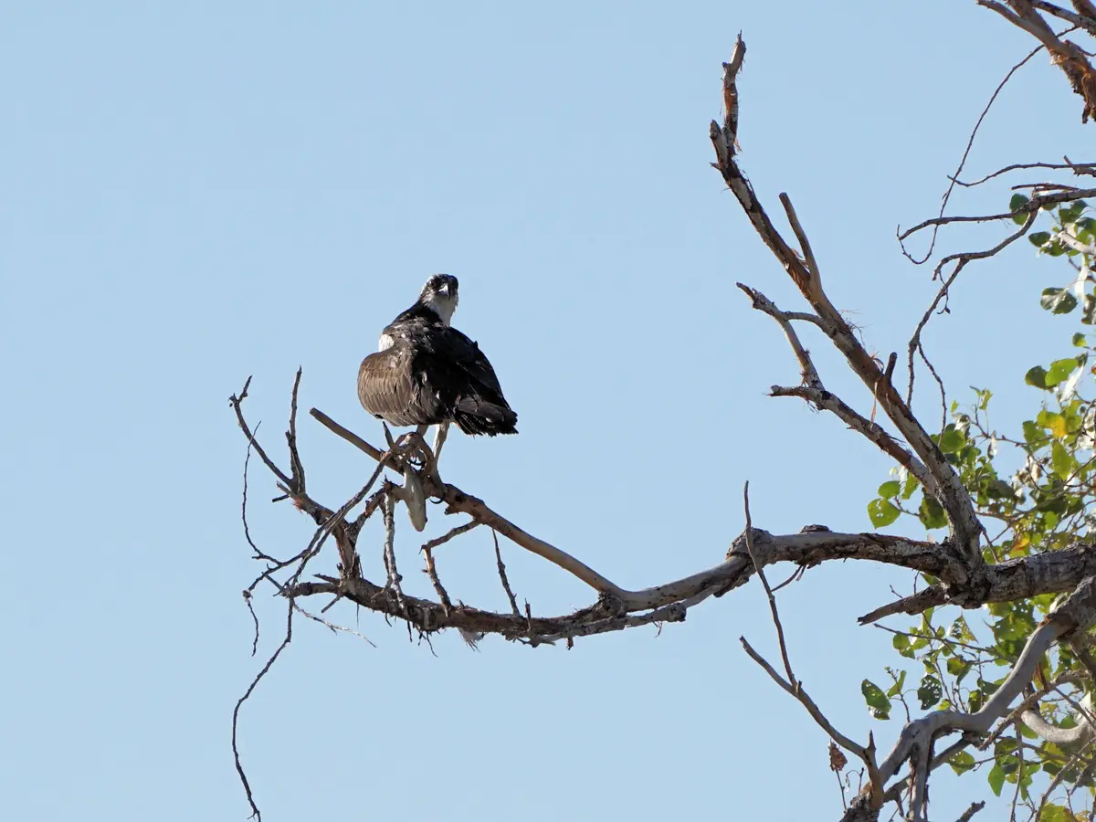 An osprey perched on a bare tree branch against a clear blue sky, holding a fish in its talons. The bird has dark brown and…