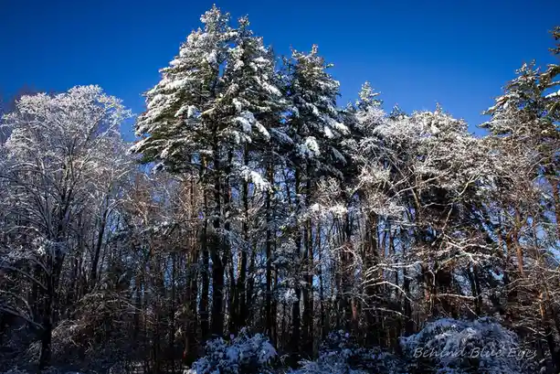 A serene winter forest scene with snow-covered evergreen and deciduous trees against a clear, vibrant blue sky. The image…